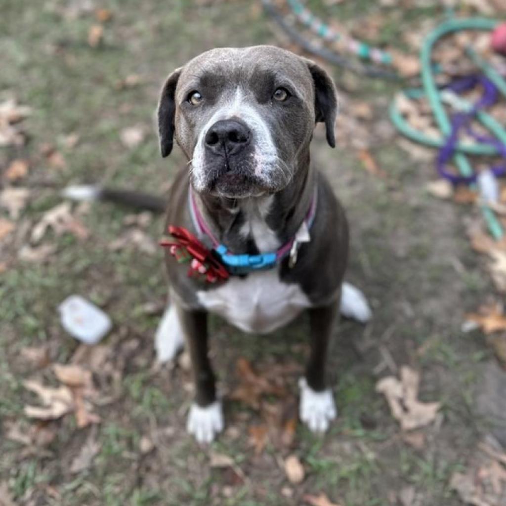 Breakfast, an adoptable Pit Bull Terrier in Savannah, GA, 31406 | Photo Image 6