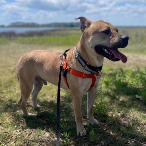 Tanner, an adoptable Mountain Cur in Savannah, GA, 31406 | Photo Image 1