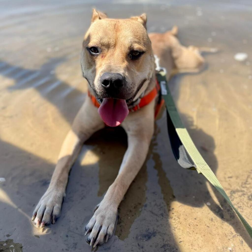 Tanner, an adoptable Mountain Cur in Savannah, GA, 31406 | Photo Image 3