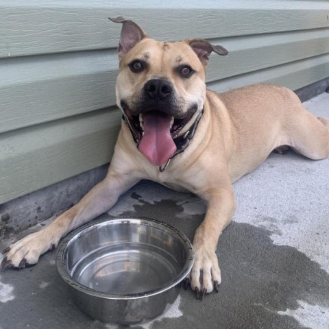 Tanner, an adoptable Mountain Cur in Savannah, GA, 31406 | Photo Image 5