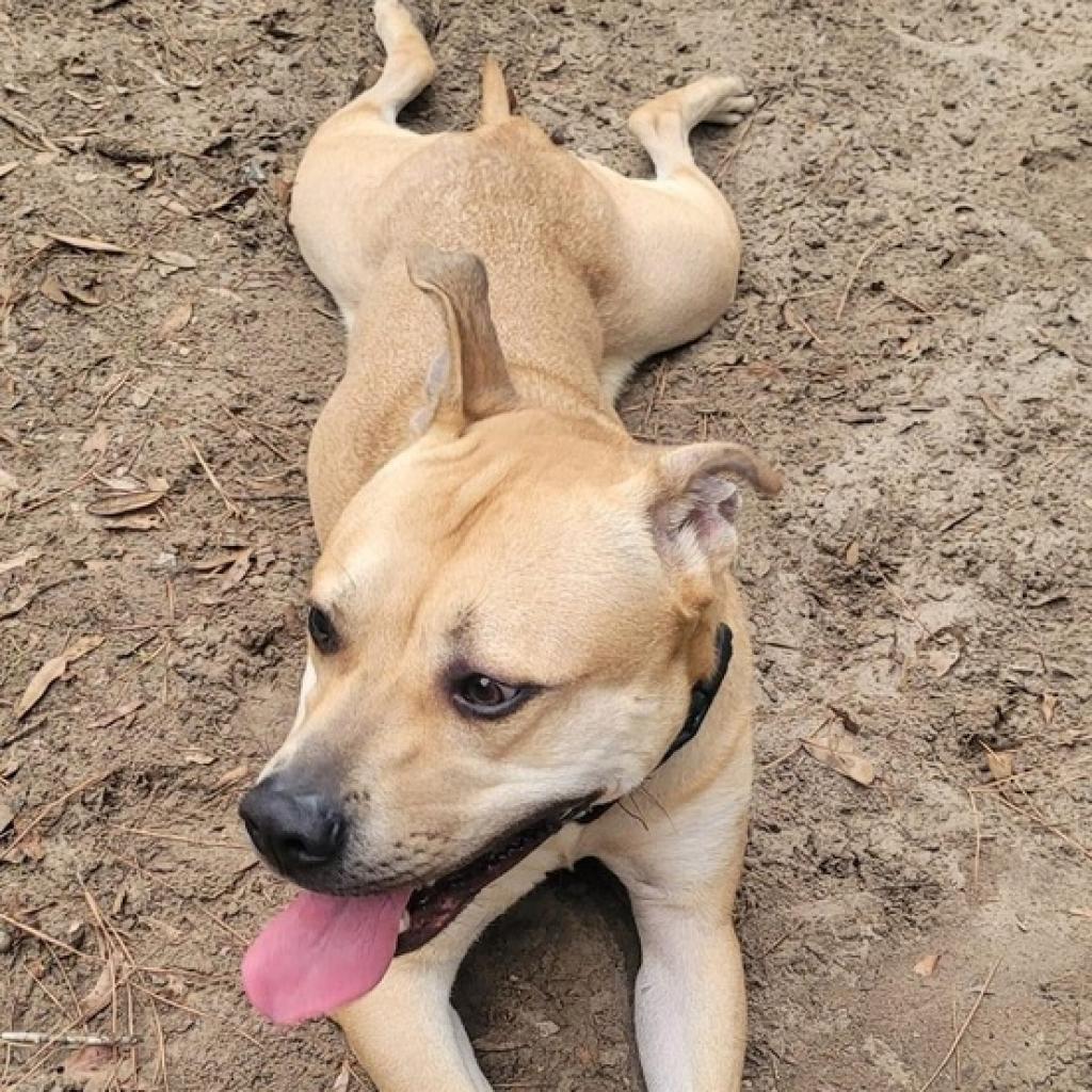 Tanner, an adoptable Mountain Cur in Savannah, GA, 31406 | Photo Image 5