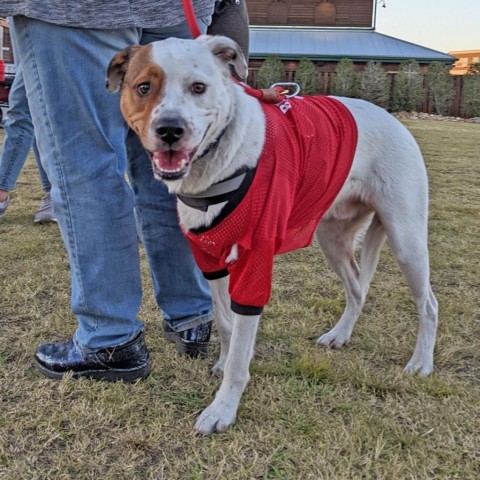 Fluffy, an adoptable Hound in Savannah, GA, 31406 | Photo Image 2