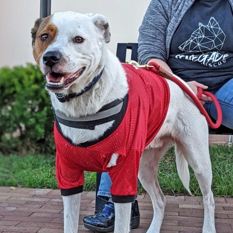 Fluffy, an adoptable Hound in Savannah, GA, 31406 | Photo Image 3