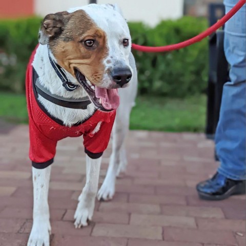 Fluffy, an adoptable Hound in Savannah, GA, 31406 | Photo Image 4