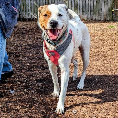 Fluffy, an adoptable Hound in Savannah, GA, 31406 | Photo Image 5