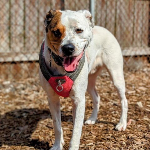 Fluffy, an adoptable Hound in Savannah, GA, 31406 | Photo Image 6