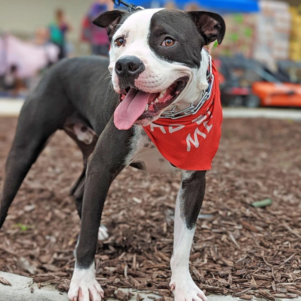 Boofus, an adoptable American Bulldog in Savannah, GA, 31406 | Photo Image 1