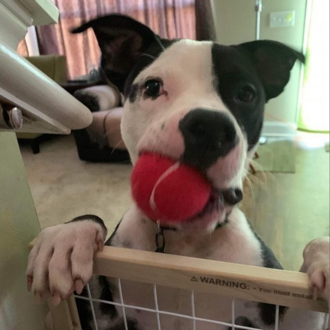 Boofus, an adoptable American Bulldog in Savannah, GA, 31406 | Photo Image 2