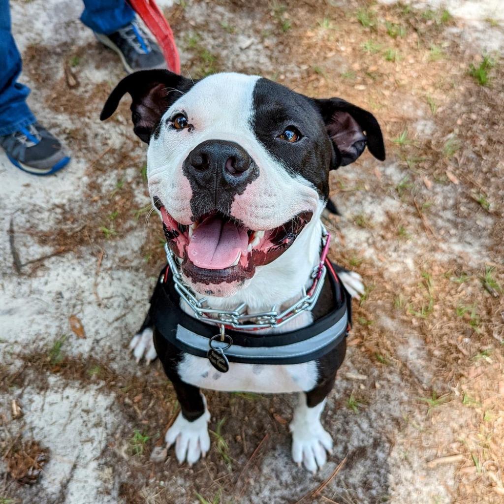 Boofus, an adoptable American Bulldog in Savannah, GA, 31406 | Photo Image 2