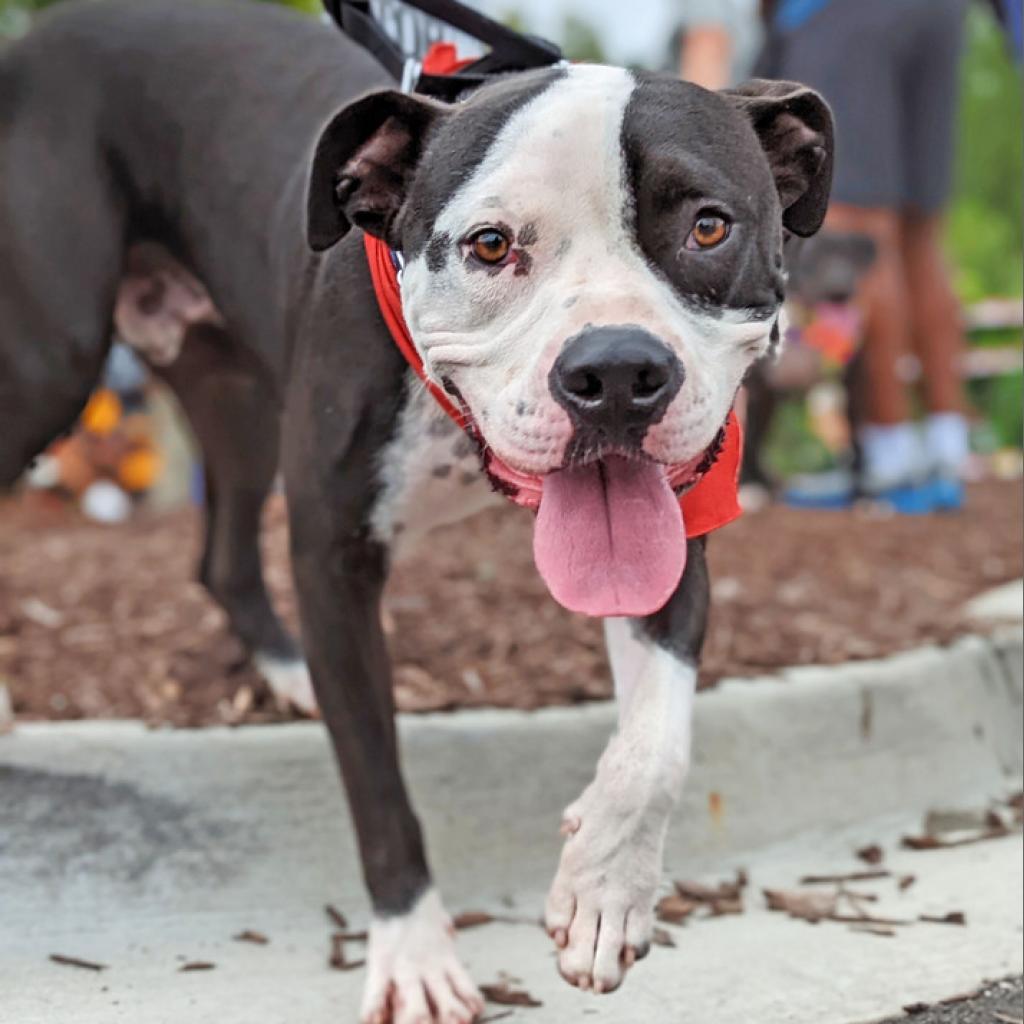 Boofus, an adoptable American Bulldog in Savannah, GA, 31406 | Photo Image 3