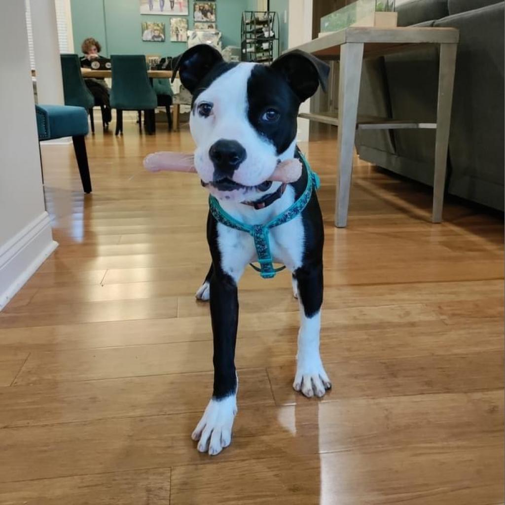 Boofus, an adoptable American Bulldog in Savannah, GA, 31406 | Photo Image 4