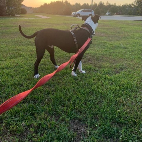 Boofus, an adoptable American Bulldog in Savannah, GA, 31406 | Photo Image 6