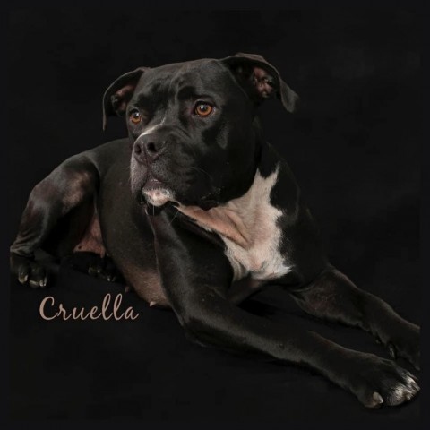 Cruella, an adoptable Boxer in Savannah, GA, 31406 | Photo Image 2