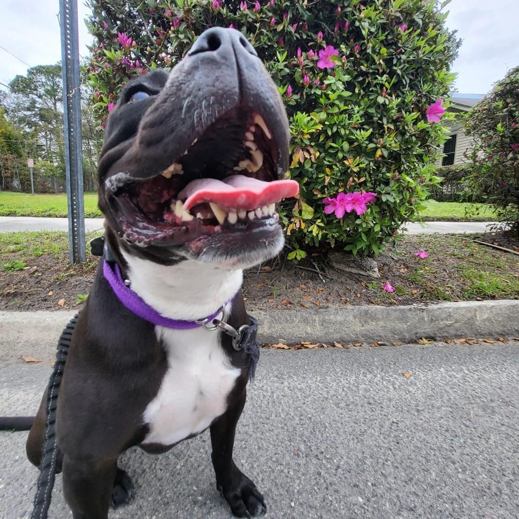 Cruella, an adoptable Boxer in Savannah, GA, 31406 | Photo Image 2