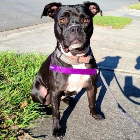 Cruella, an adoptable Boxer in Savannah, GA, 31406 | Photo Image 3