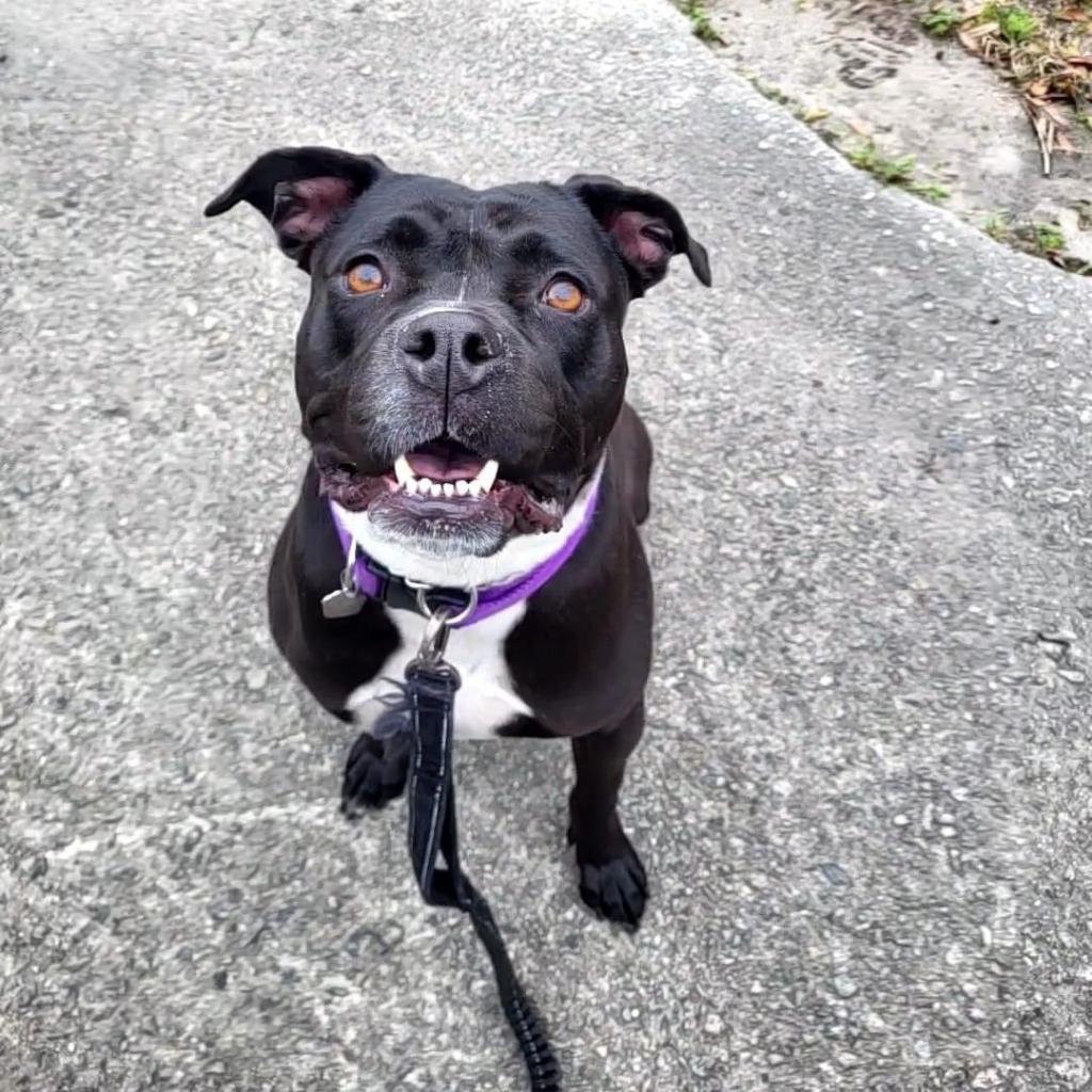 Cruella, an adoptable Boxer in Savannah, GA, 31406 | Photo Image 4