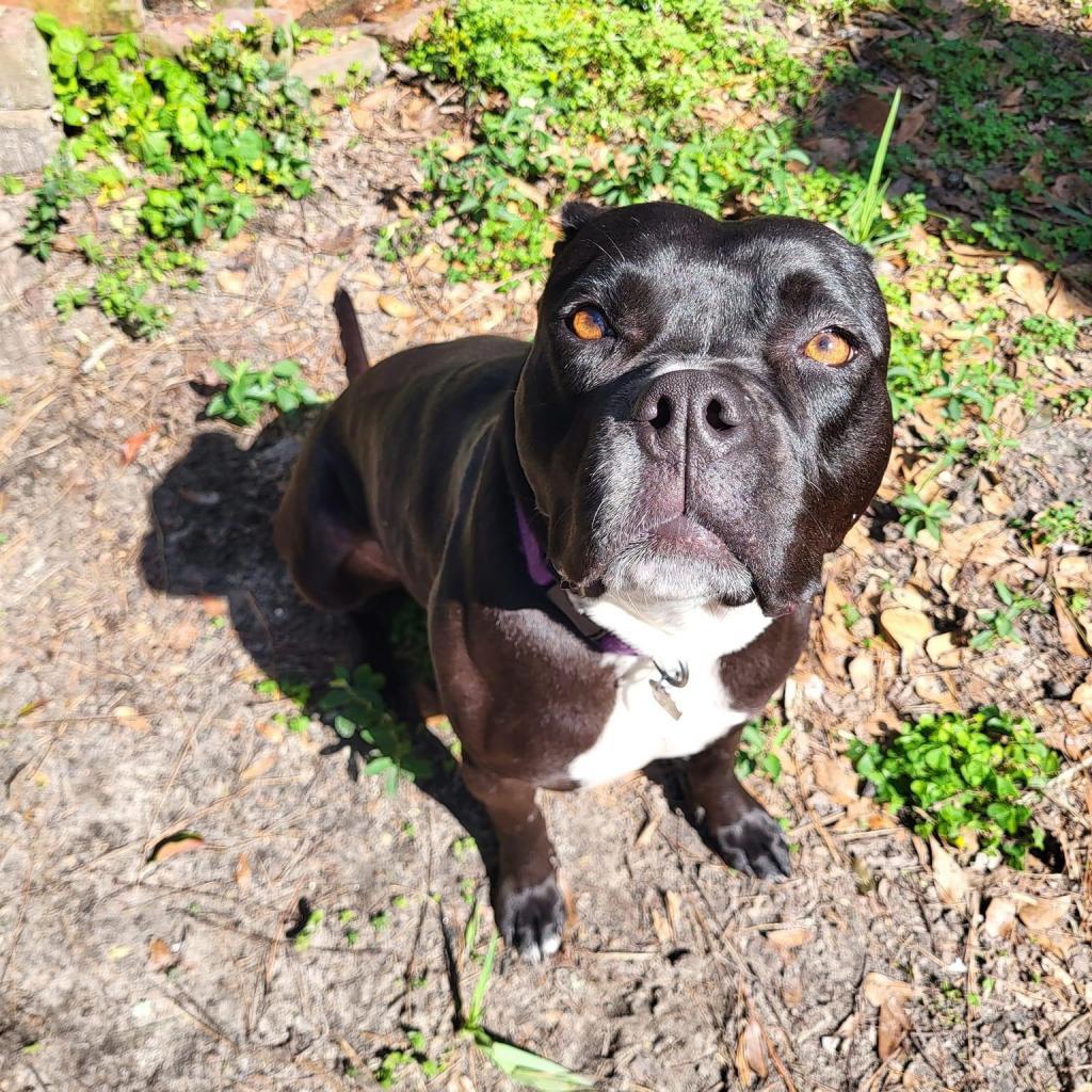 Cruella, an adoptable Boxer in Savannah, GA, 31406 | Photo Image 5