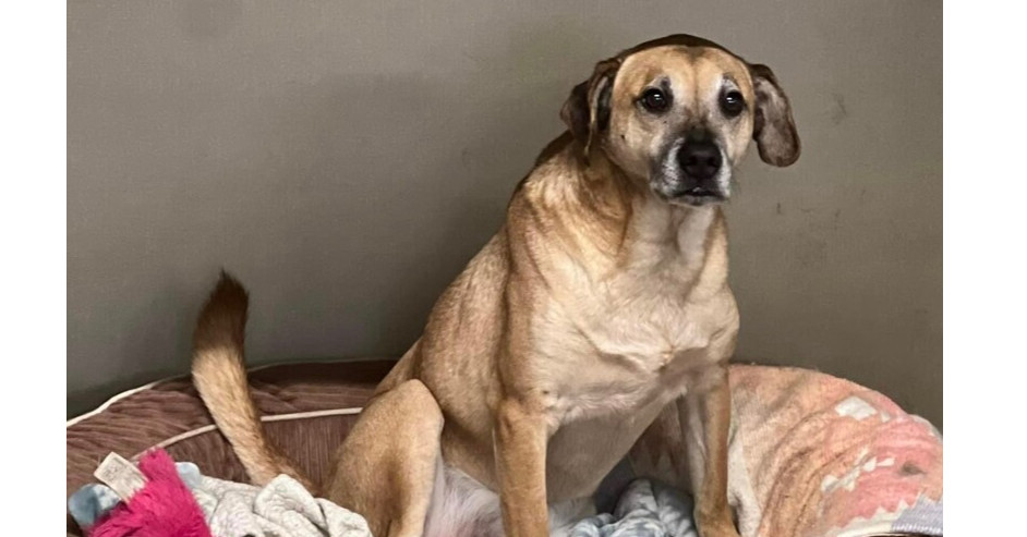 Max DD, an adoptable Labrador Retriever in Columbia, TN, 38401 | Photo Image 1