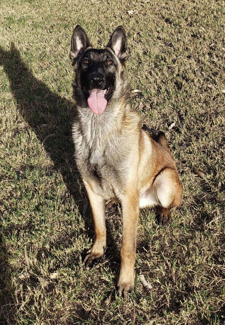 Parker, an adoptable Belgian Shepherd / Malinois in El Centro, CA, 92243 | Photo Image 1