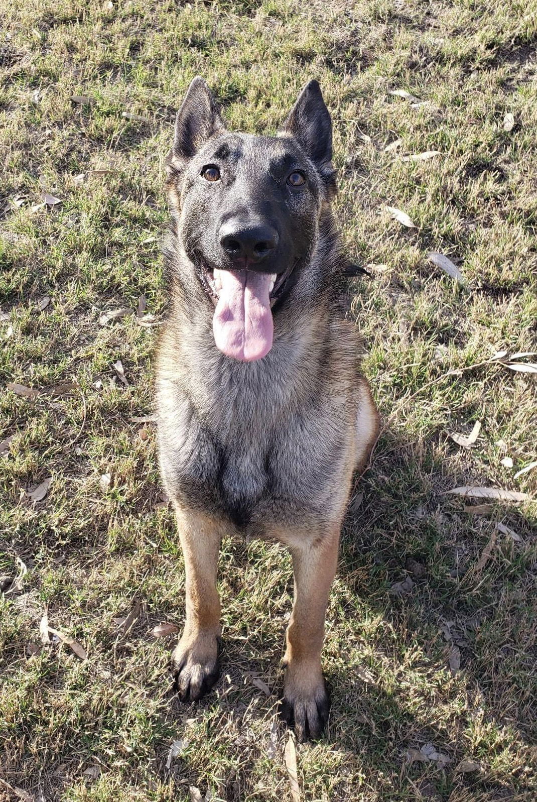 Parker, an adoptable Belgian Shepherd / Malinois in El Centro, CA, 92243 | Photo Image 2