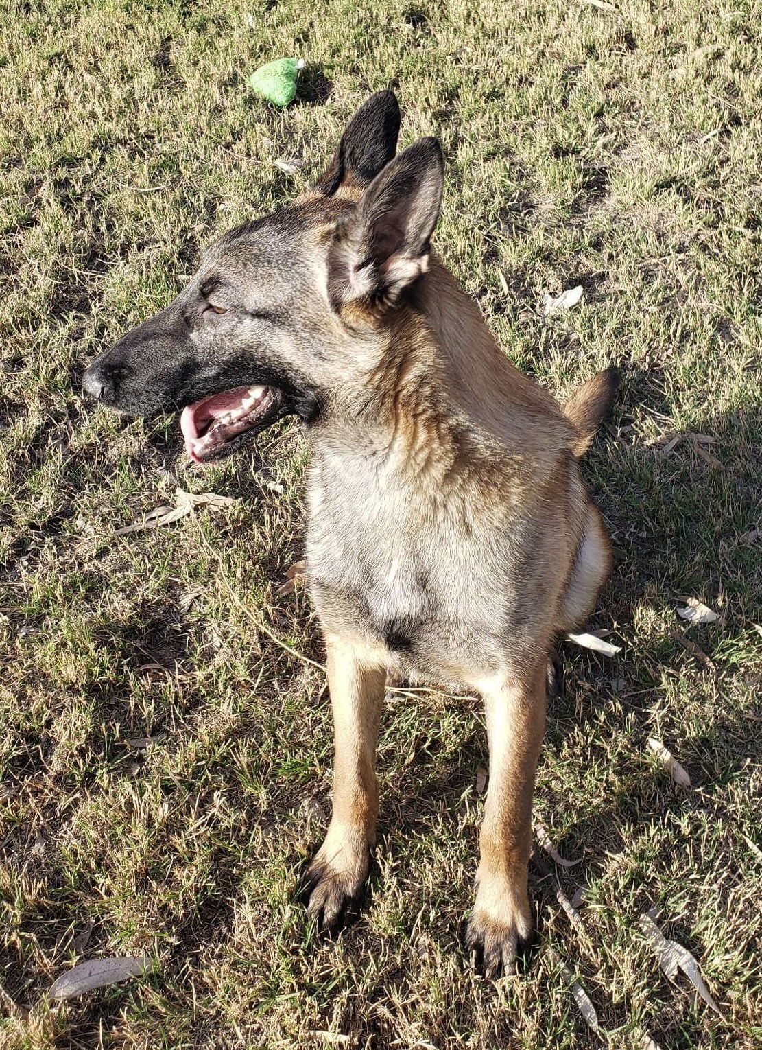 Parker, an adoptable Belgian Shepherd / Malinois in El Centro, CA, 92243 | Photo Image 3