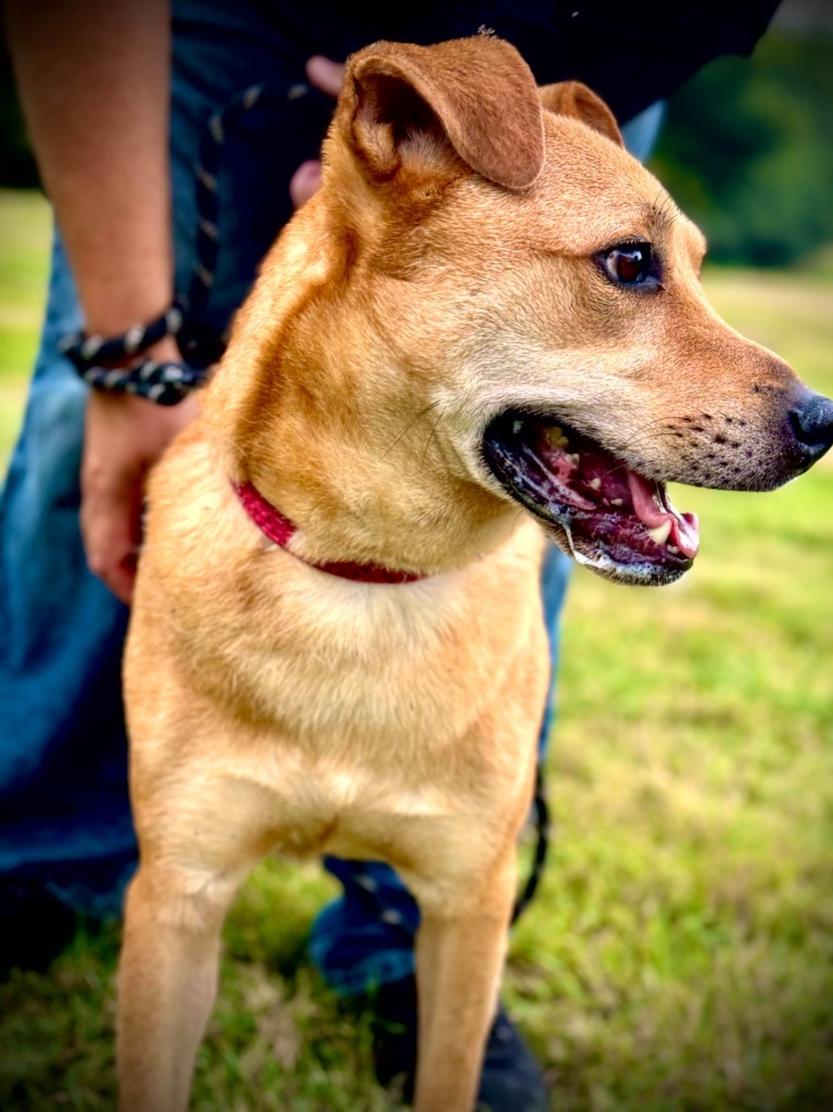 Adkins, an adoptable Affenpinscher, Golden Retriever in Henderson, KY, 42420 | Photo Image 1