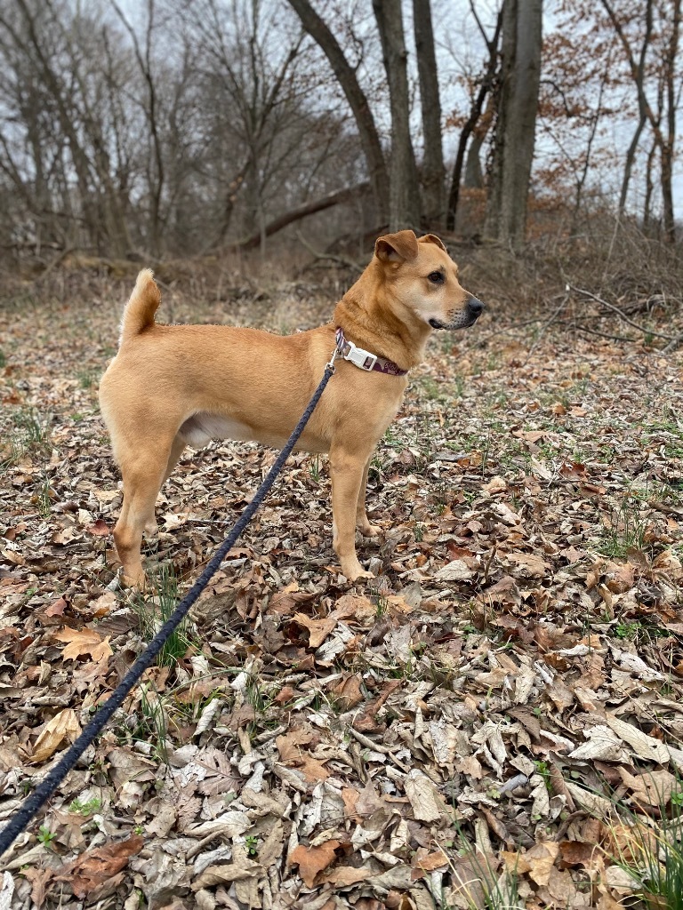 Adkins, an adoptable Affenpinscher, Golden Retriever in Henderson, KY, 42420 | Photo Image 3