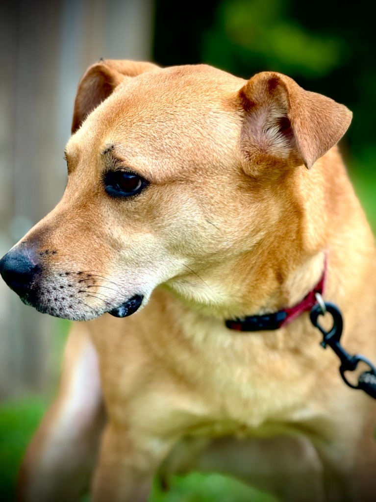 Adkins, an adoptable Affenpinscher, Golden Retriever in Henderson, KY, 42420 | Photo Image 4