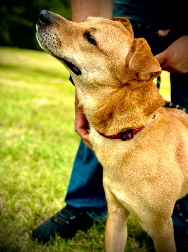 Adkins, an adoptable Affenpinscher, Golden Retriever in Henderson, KY, 42420 | Photo Image 5