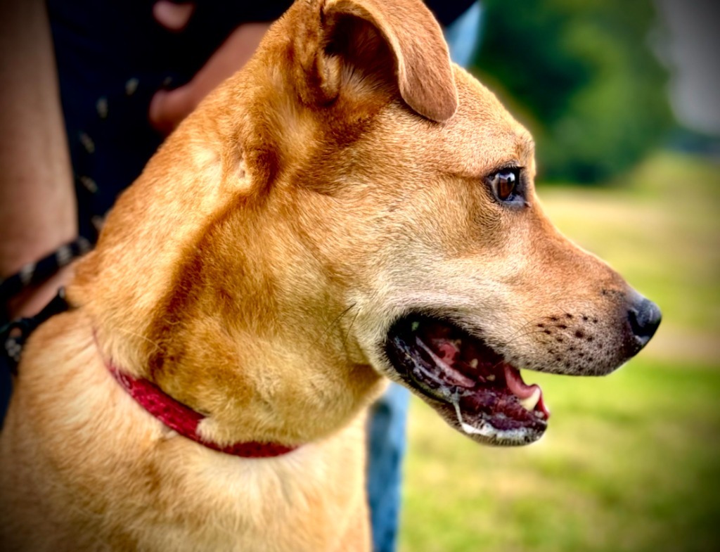 Adkins, an adoptable Affenpinscher, Golden Retriever in Henderson, KY, 42420 | Photo Image 6