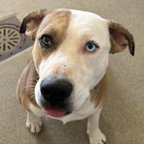 Australian shepherd store bull terrier mix