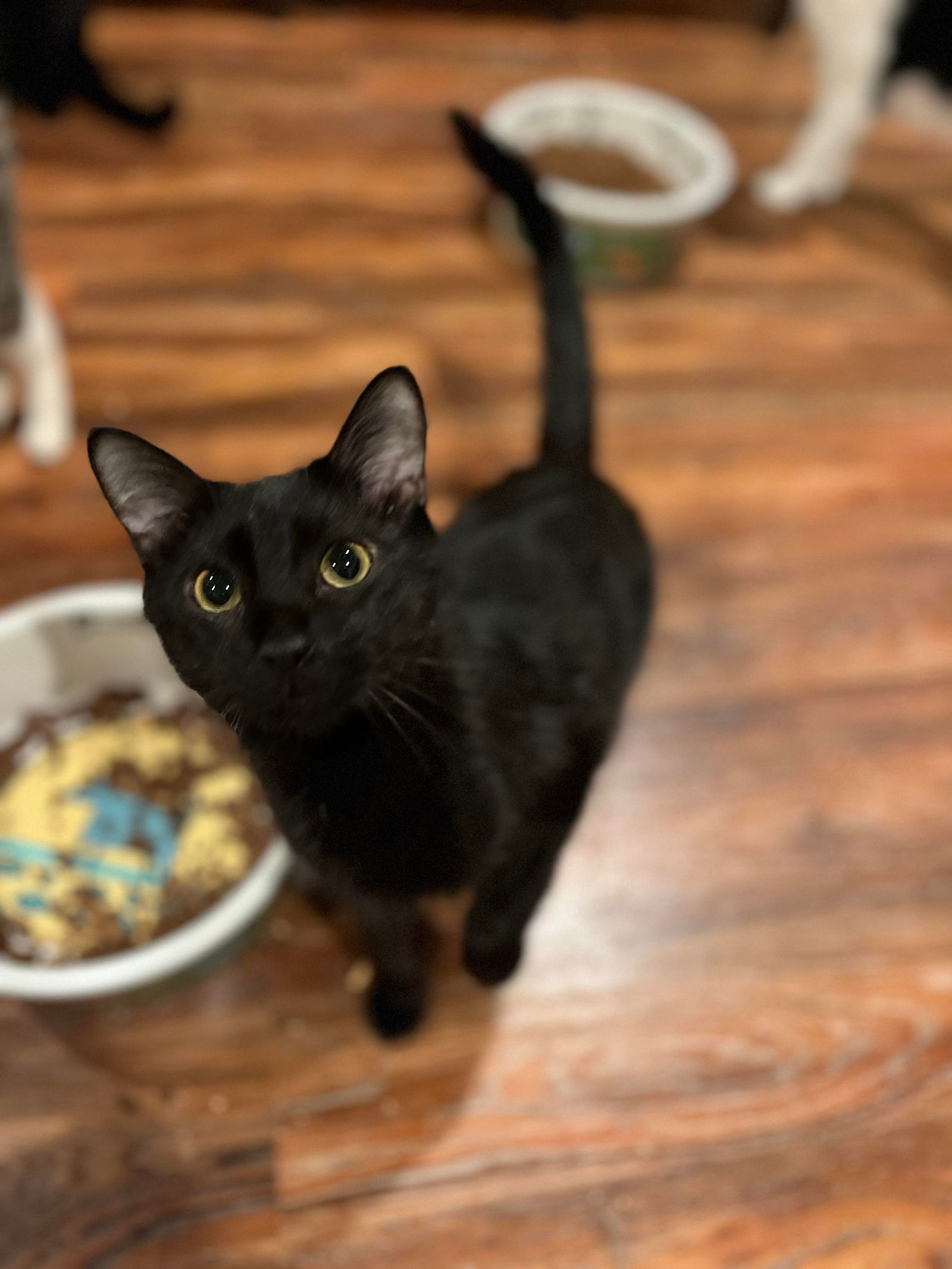 KILO, an adoptable Domestic Short Hair in Capshaw, AL, 35742 | Photo Image 1