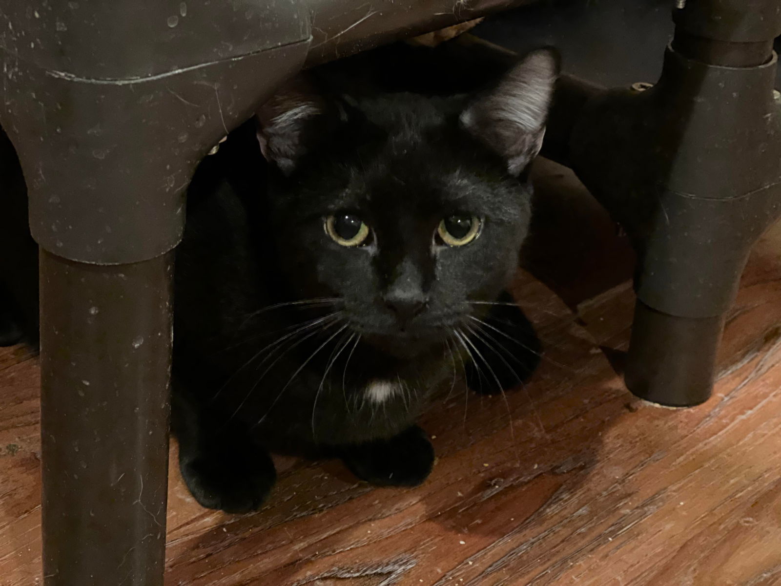 KILO, an adoptable Domestic Short Hair in Capshaw, AL, 35742 | Photo Image 2