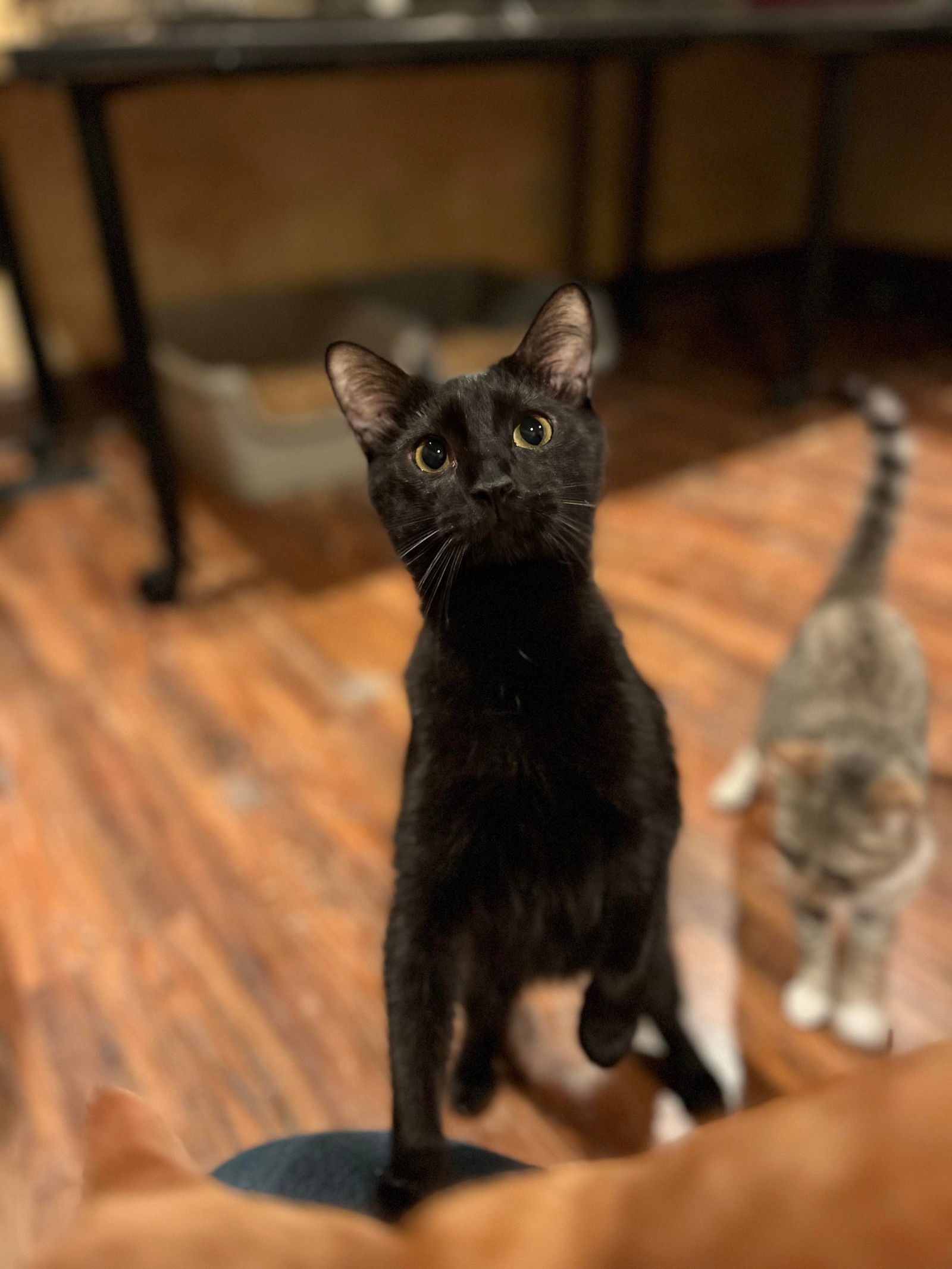 KILO, an adoptable Domestic Short Hair in Capshaw, AL, 35742 | Photo Image 3