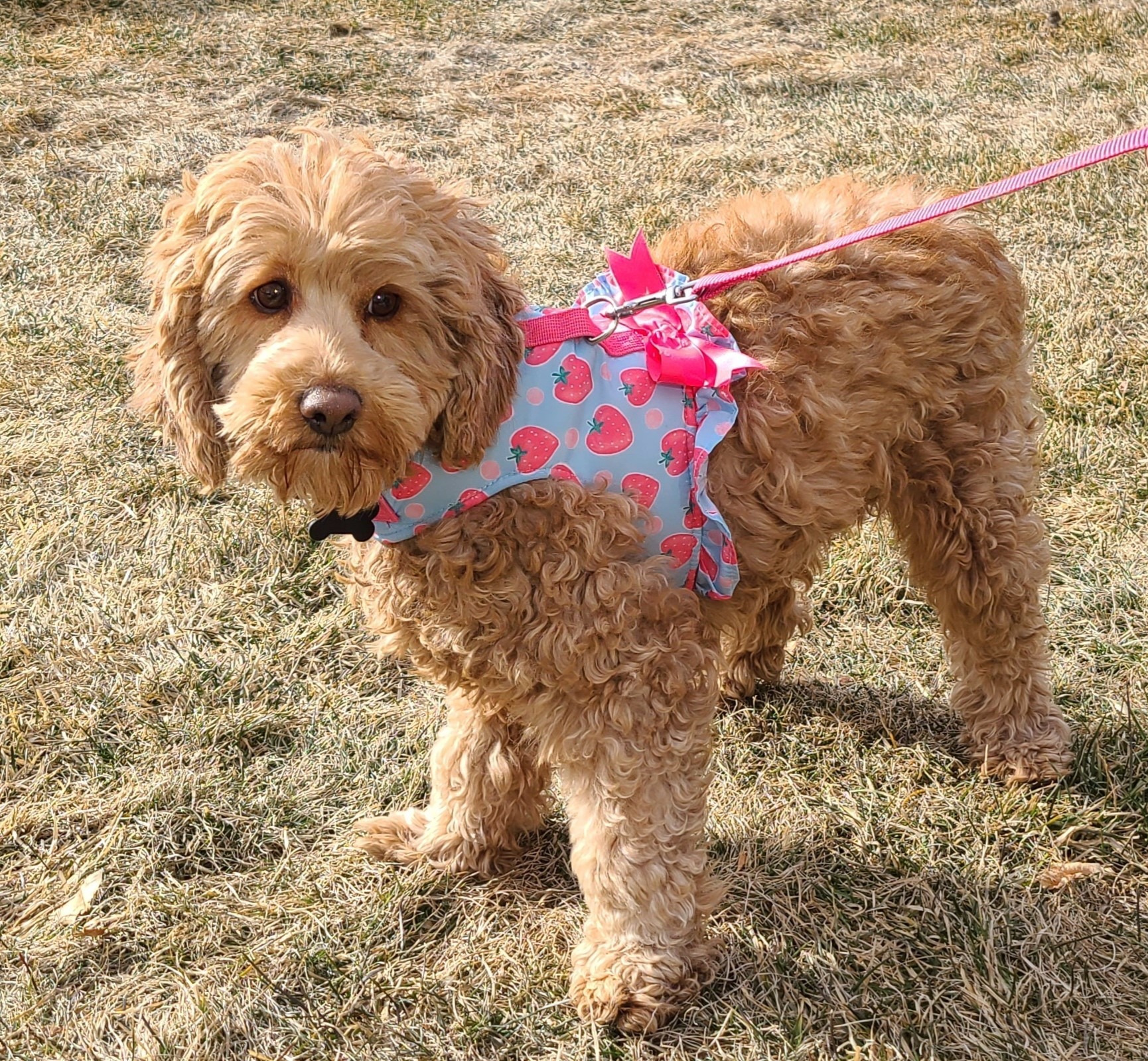 Clover C 23-22104-2, an adoptable Cockapoo in Parker, CO, 80134 | Photo Image 1