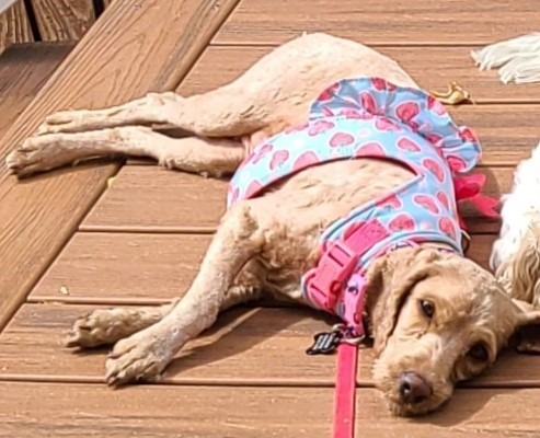 Clover C 23-22104-2, an adoptable Cockapoo in Parker, CO, 80134 | Photo Image 3