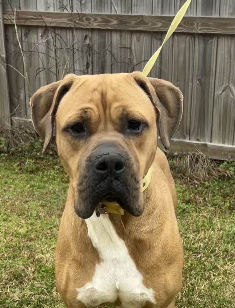 King, an adoptable Boxer, American Bulldog in Dawson, GA, 31742 | Photo Image 1
