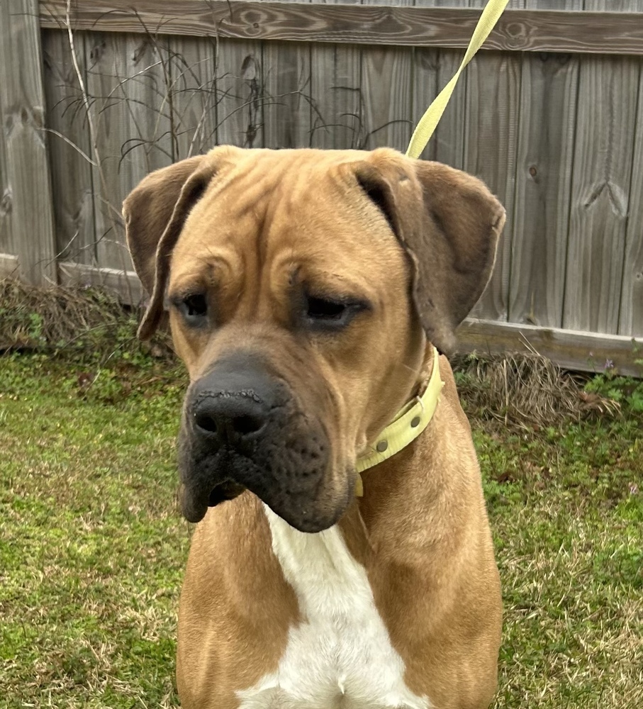 King, an adoptable Boxer, American Bulldog in Dawson, GA, 31742 | Photo Image 2