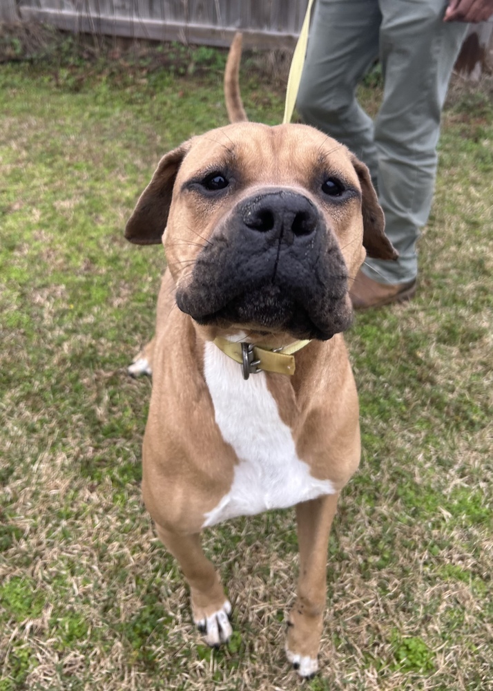 King, an adoptable Boxer, American Bulldog in Dawson, GA, 31742 | Photo Image 3