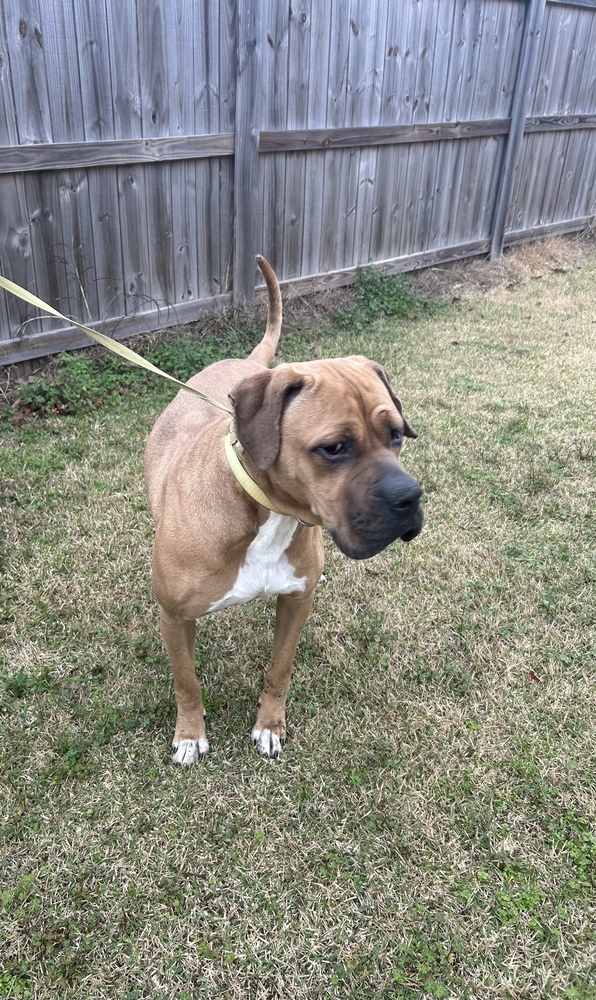 King, an adoptable Boxer, American Bulldog in Dawson, GA, 31742 | Photo Image 4