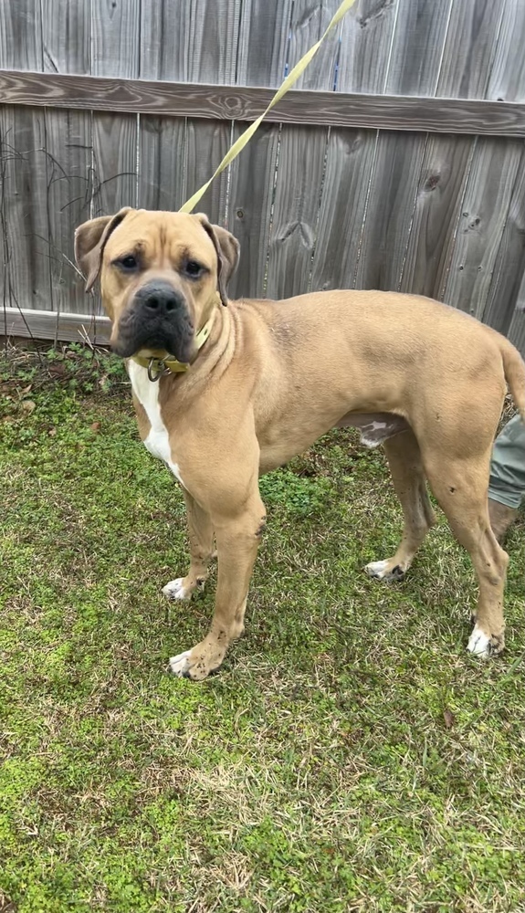 King, an adoptable Boxer, American Bulldog in Dawson, GA, 31742 | Photo Image 5