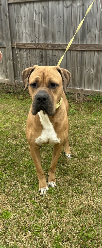 King, an adoptable Boxer, American Bulldog in Dawson, GA, 31742 | Photo Image 6