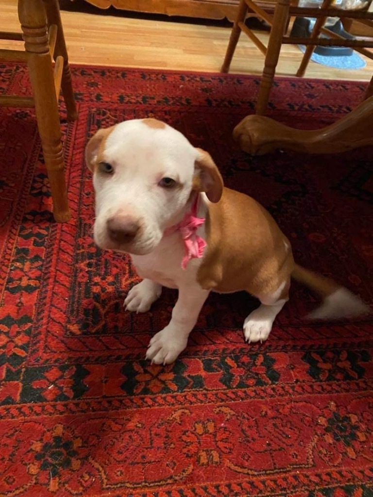 Kaia, an adoptable Terrier in Forsyth, GA, 31029 | Photo Image 2