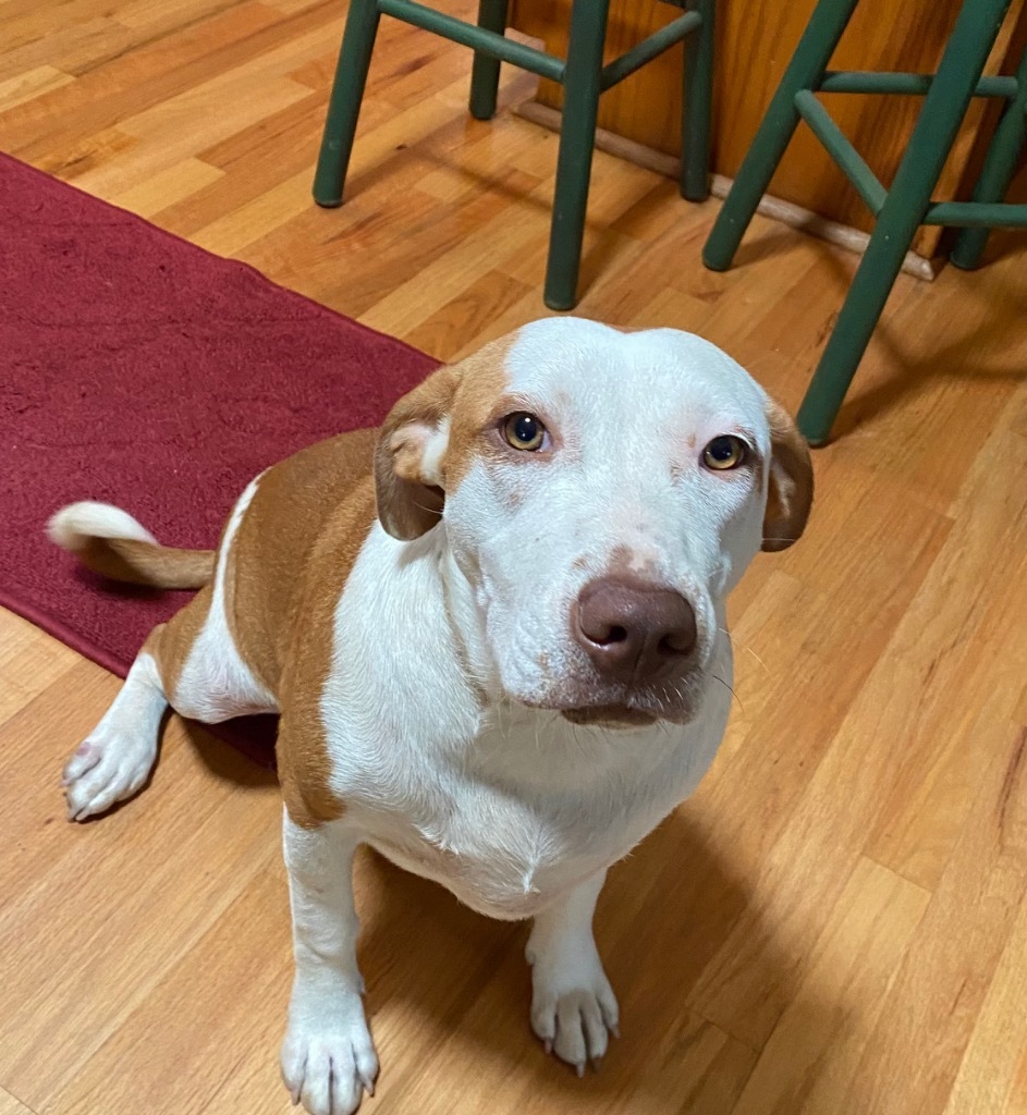 Kaia, an adoptable Terrier in Forsyth, GA, 31029 | Photo Image 3