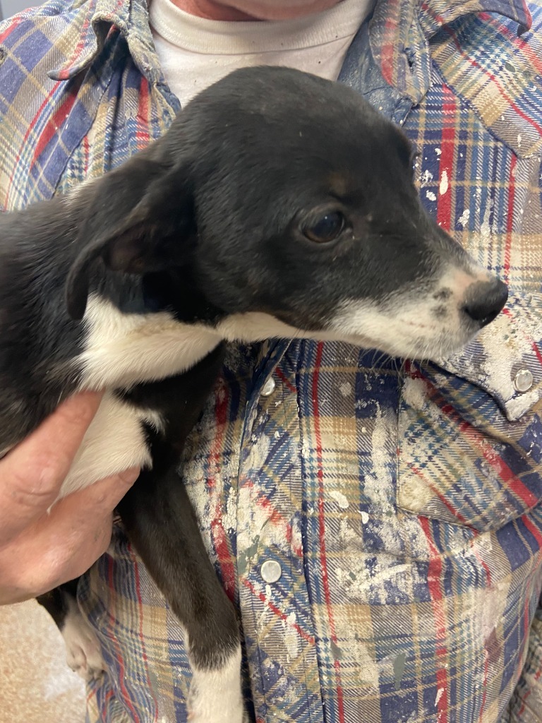 Stormy (Curly), an adoptable Terrier in Brownwood, TX, 76801 | Photo Image 1