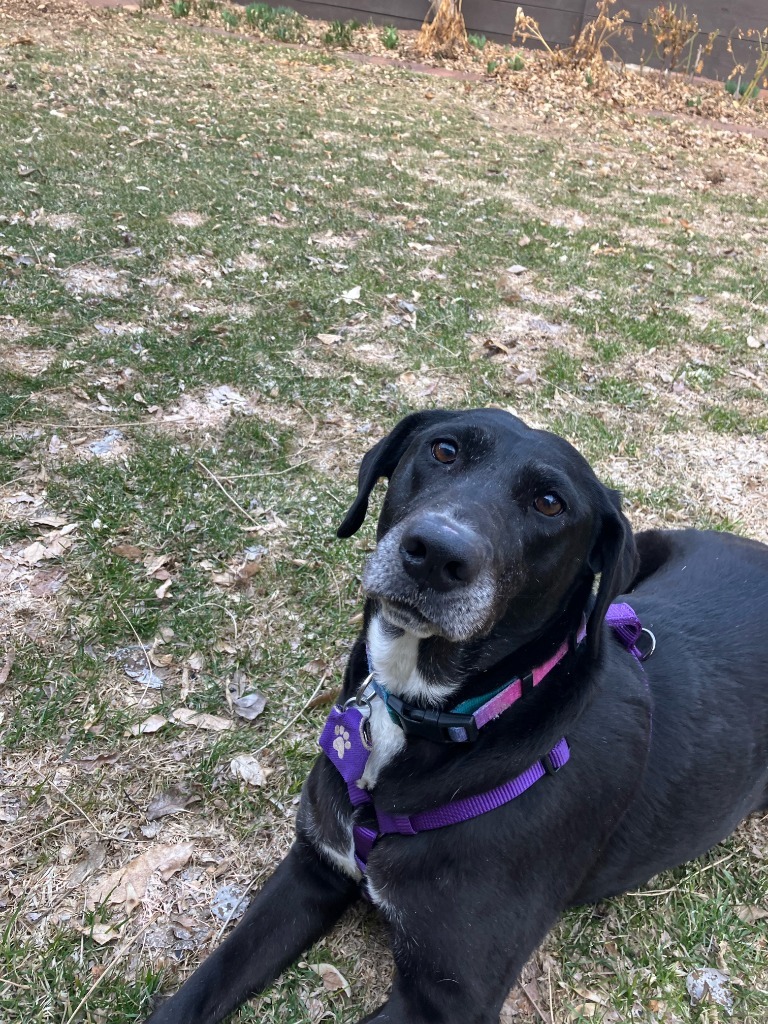 Persy, an adoptable Labrador Retriever, Black Labrador Retriever in Salt Lake City, UT, 84117 | Photo Image 1