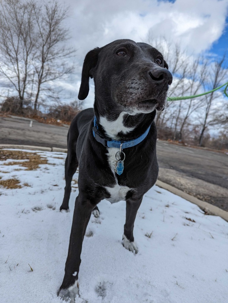 Persy, an adoptable Labrador Retriever, Black Labrador Retriever in Salt Lake City, UT, 84117 | Photo Image 2