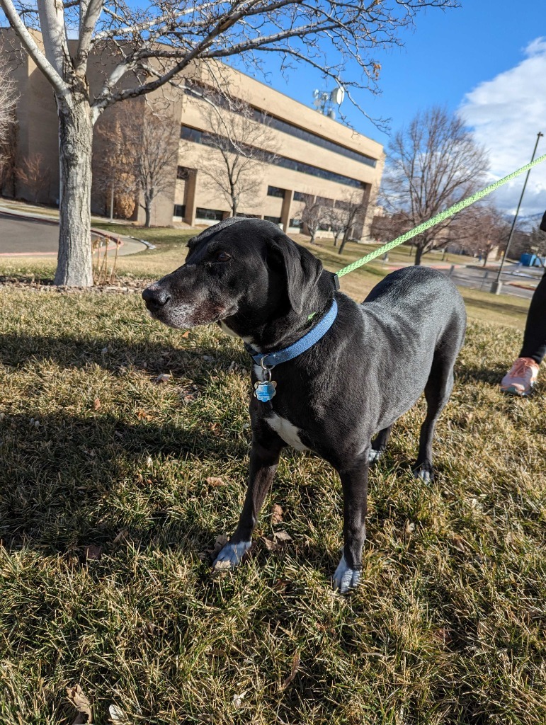 Persy, an adoptable Labrador Retriever, Black Labrador Retriever in Salt Lake City, UT, 84117 | Photo Image 3