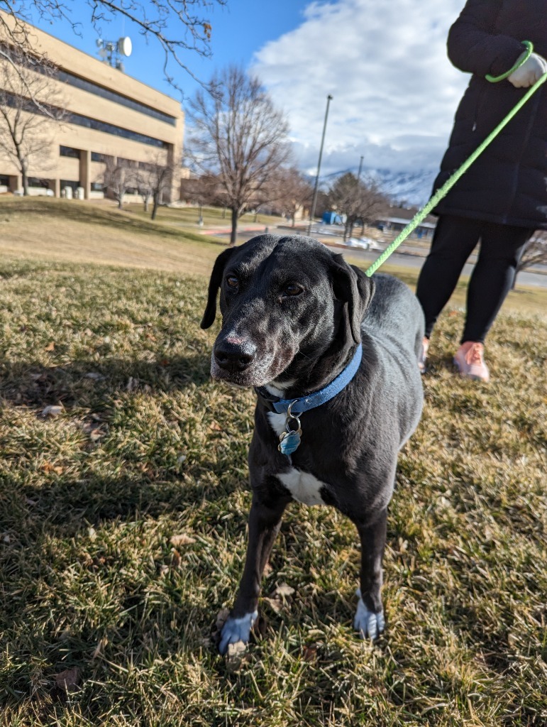 Persy, an adoptable Labrador Retriever, Black Labrador Retriever in Salt Lake City, UT, 84117 | Photo Image 4