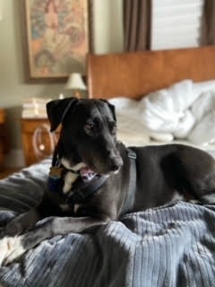 Persy, an adoptable Labrador Retriever, Black Labrador Retriever in Salt Lake City, UT, 84117 | Photo Image 5